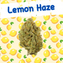Lemon Haze Fleurs de CBD - 4,4%