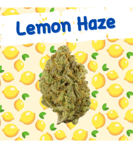 Lemon Haze Fleurs de CBD -...