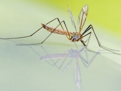 Piqûres de moustique : avez-vous essayé le CBD ?